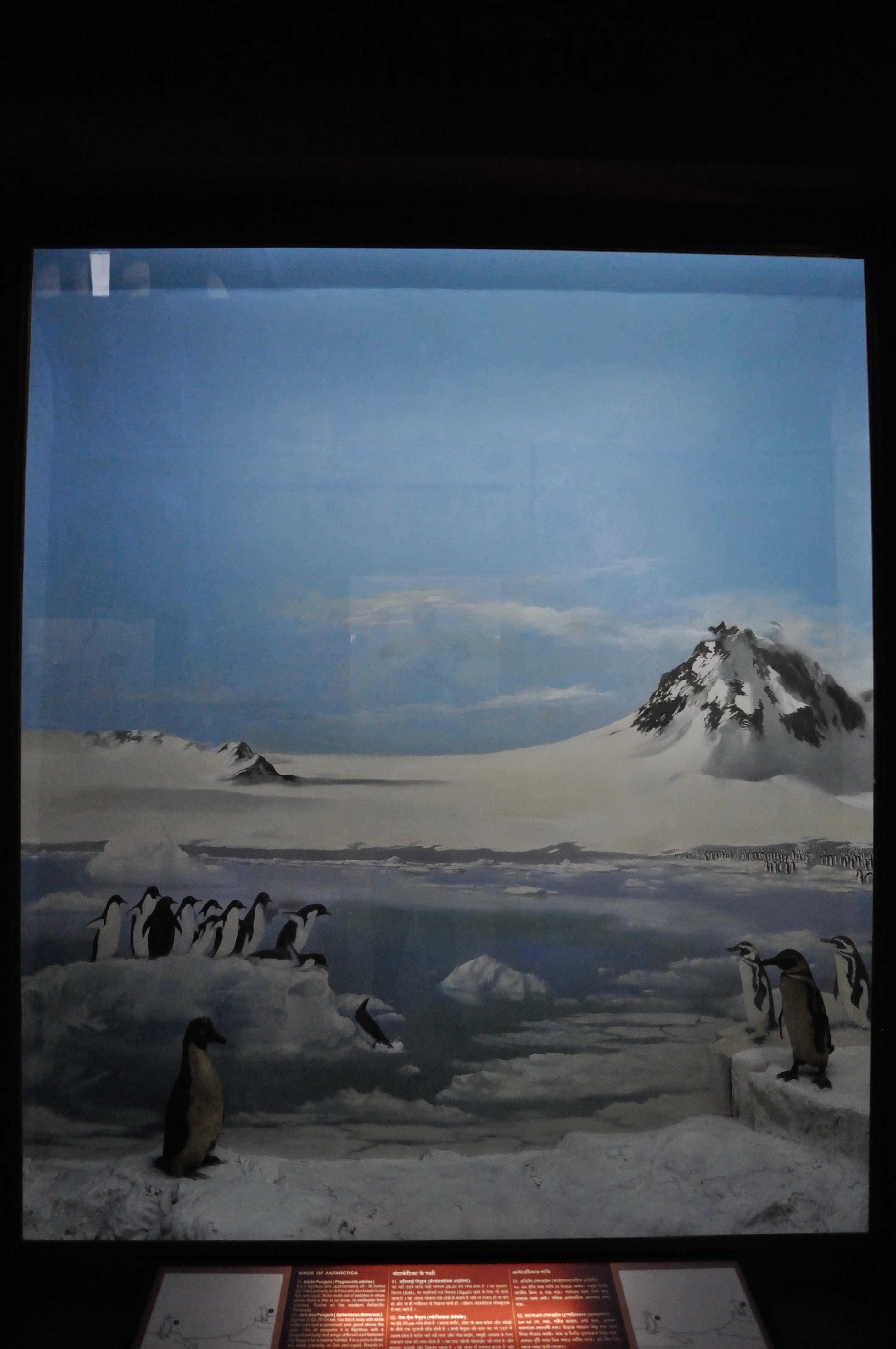 🔬 국립극지연구소 남극・북극 과학관(코쿠리츠쿄쿠치켄큐쇼 난쿄쿠・홋쿄쿠카가쿠칸) 이미지 8